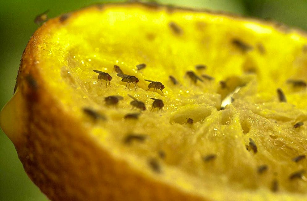 Fruit flies are attracted to fruit. You should therefore not leave it out in the open.