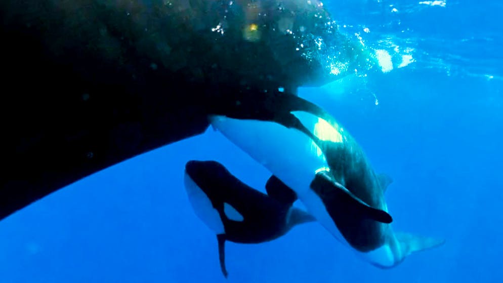 Rätselhafte Attacken auf Schiffe. Was ist bloss mit diesen Orcas passiert?