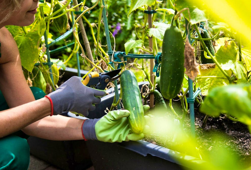 A bitter zucchini should definitely be thrown away.