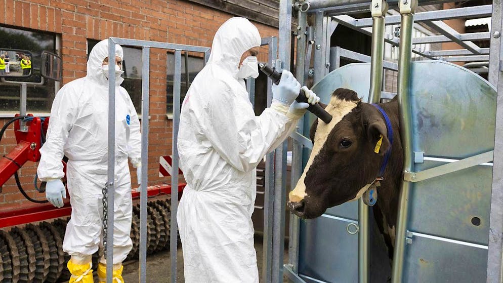 Dealing with foot-and-mouth disease practiced in the canton of Aargau - Gallery. During the animal disease exercise at the Liebegg Agricultural Center in Gränichen AG, experts practice stunning a cow with a captive bolt stunner.
