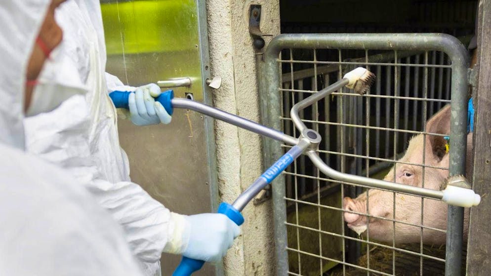Dealing with foot-and-mouth disease practiced in the canton of Aargau - Gallery. In the event of an epidemic, pigs, such as this boar at the Liebegg Agricultural Centre in Gränichen AG, are first stunned in the head with electric tongs and then killed with an electric shock to the heart.
