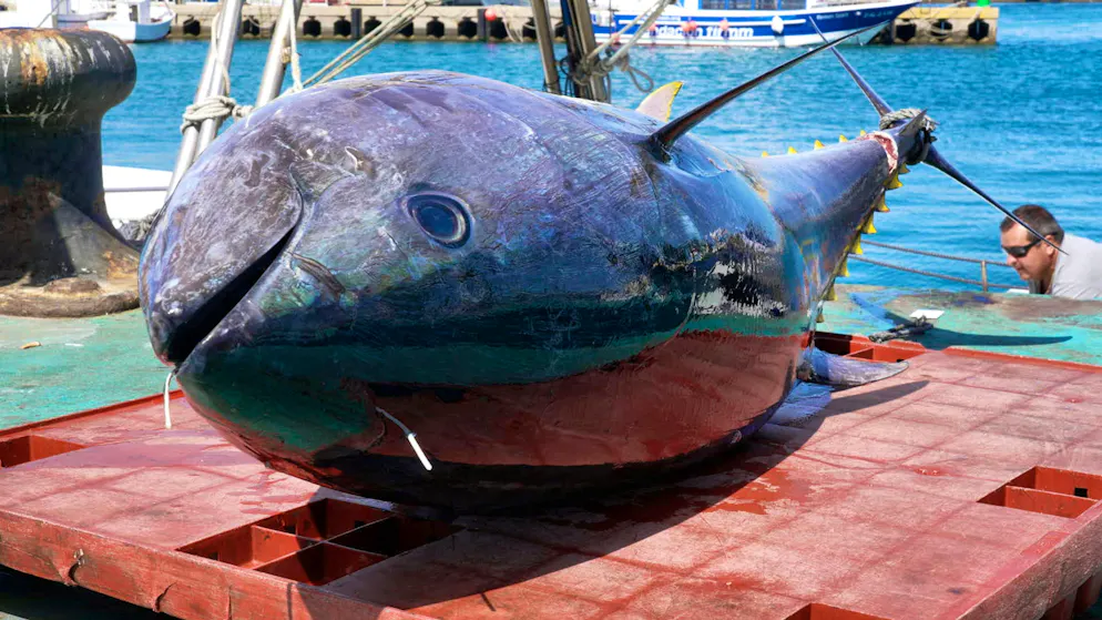 Bluefin tuna. Every year, bluefin tuna come from the Atlantic through the Strait of Gibraltar into the Mediterranean to spawn.