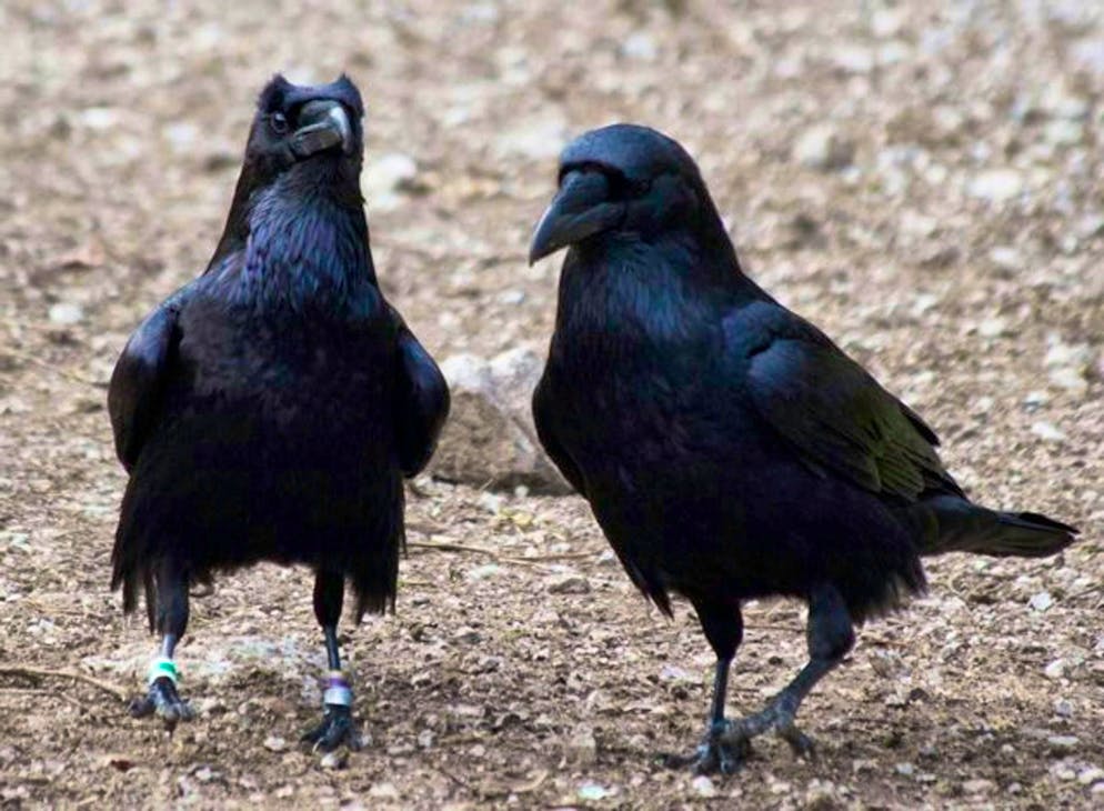 Unfortunately, ravens have a bad reputation, just like Friday the 13th: they are also said to be harbingers of bad luck and misfortune.