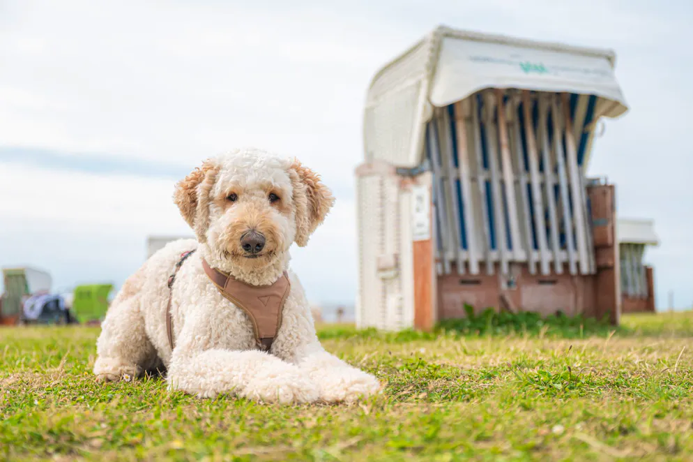 Designerhunde wie dieser Labradoodle sind besonders bei Erstbesitzern beliebt.