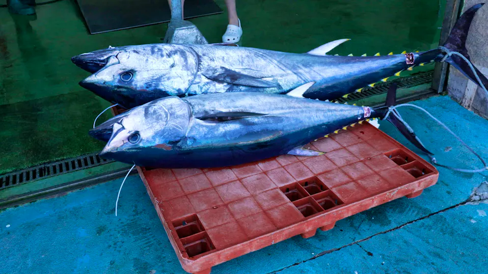 Bluefin tuna. A large bluefin tuna can fetch up to 1000 euros for a fisherman.