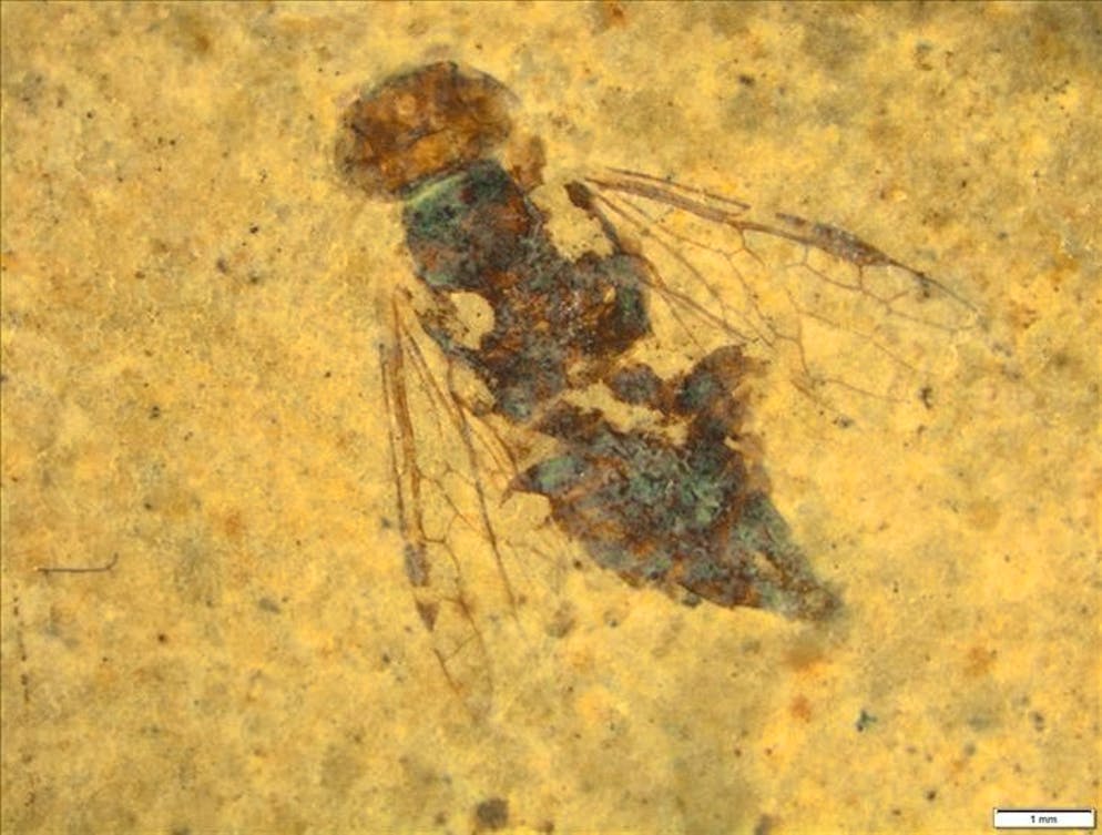 La più antica vespa