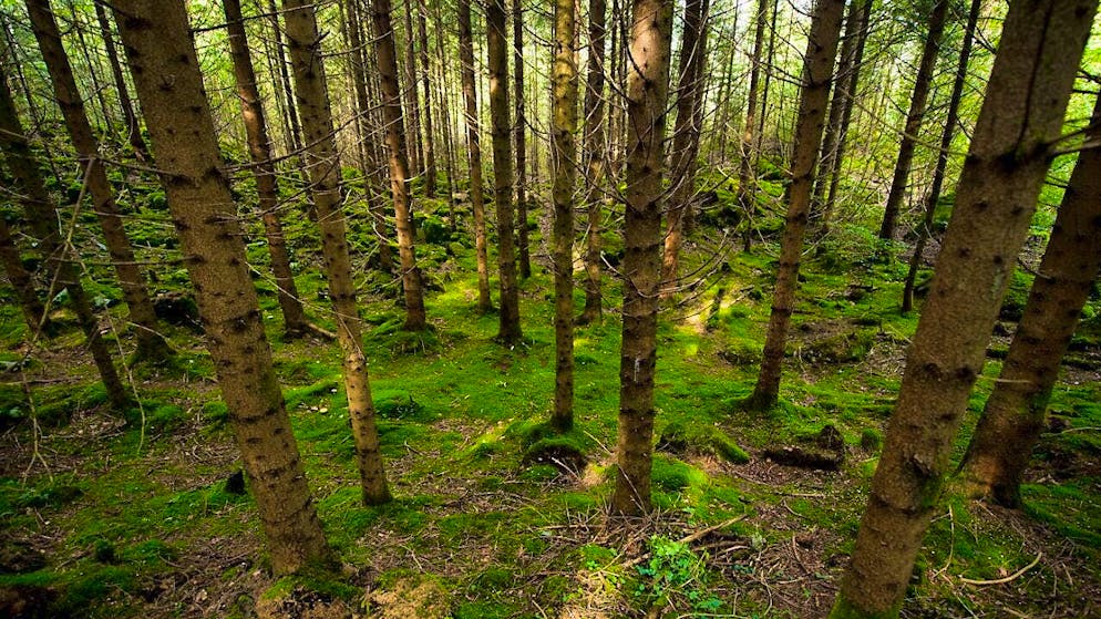 According to a new study, trees absorb nanoplastics through their root cells and transport them to the leaves. (archive picture)