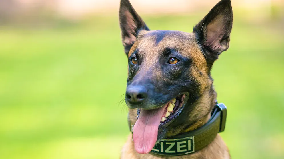Rothrist AG. Police dog catches 15-year-old burglar 