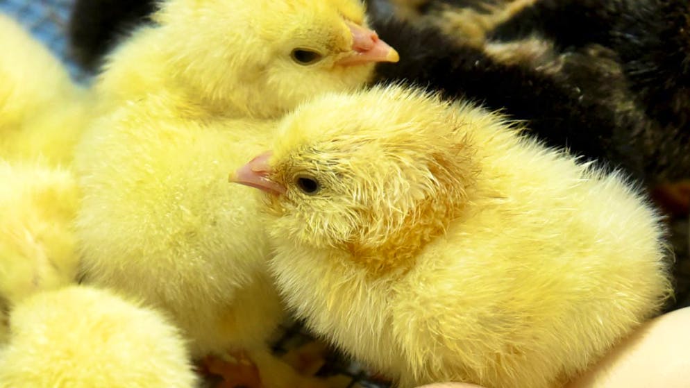 «Hat uns alle schockiert». Mann verschluckt Küken und stirbt – das Tier überlebt