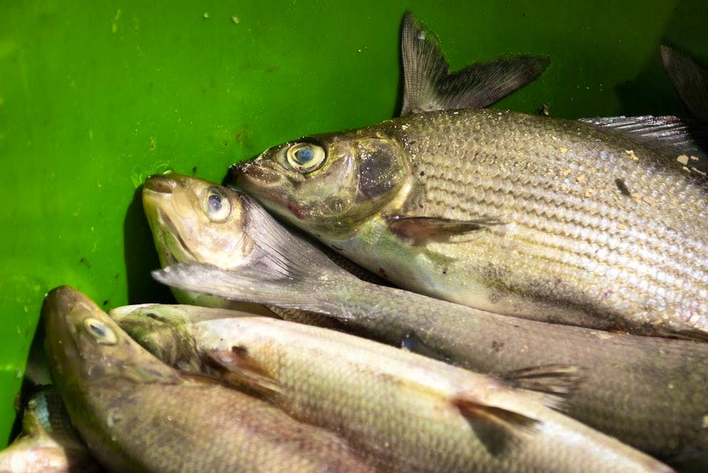 In the summer of 2018, several tons of dead fish that cannot survive a water temperature of 25 degrees were retrieved from the Rhine.