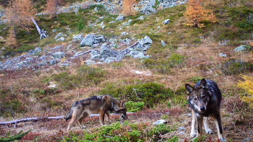 Da settembre potranno essere abbattuti esemplari di lupo problematici.