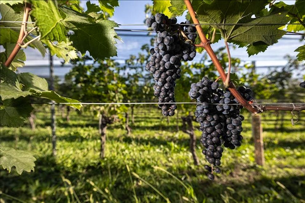 Immagine illustrativa.