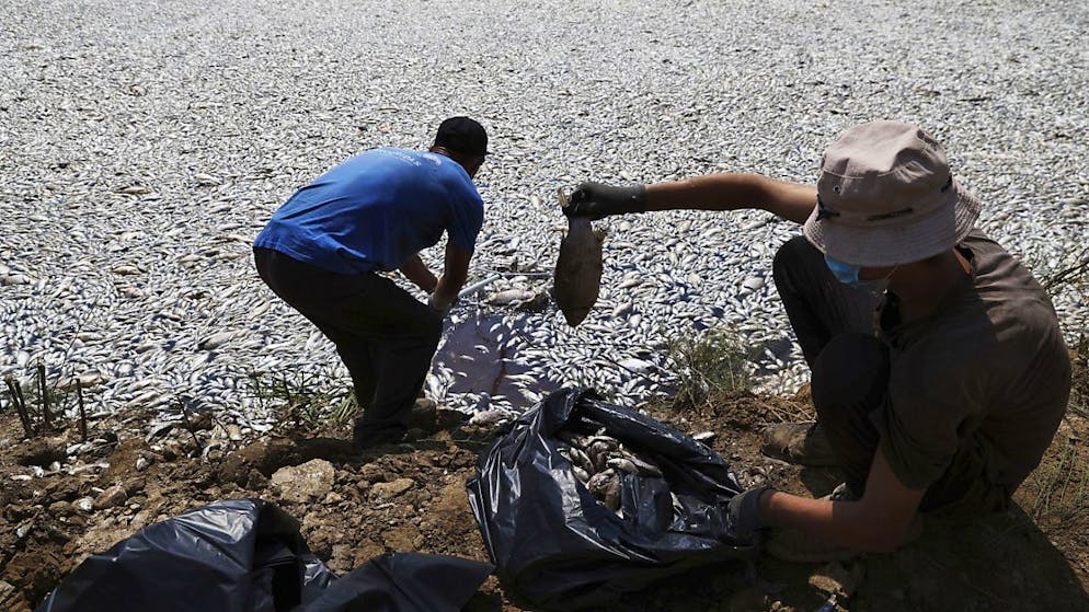 Tons of dead fish. Greek port city of Volos declares state of emergency