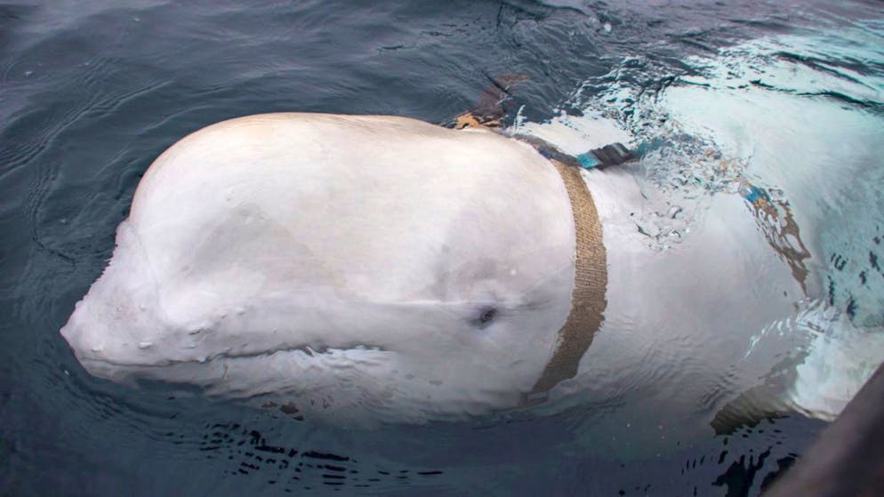 Curiosità. È morto Hvaldimir, beluga 'spia' del Cremlino che ha conquistato la Norvegia