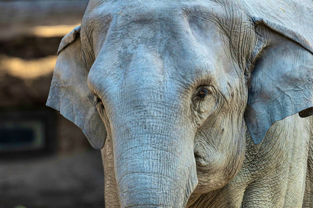 Farha is 19 years old.