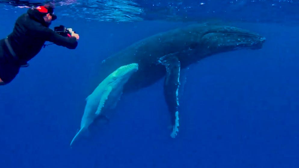 Magischer Moment im Pazifik. Taucher treffen auf Buckelwal mit seltenem Albino-Baby