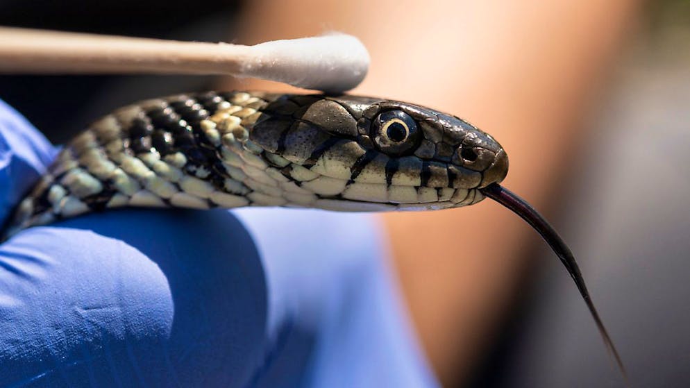 Les couleuvres à collier sont des serpents non venimeux (cliché symbolique/Keystone archives).