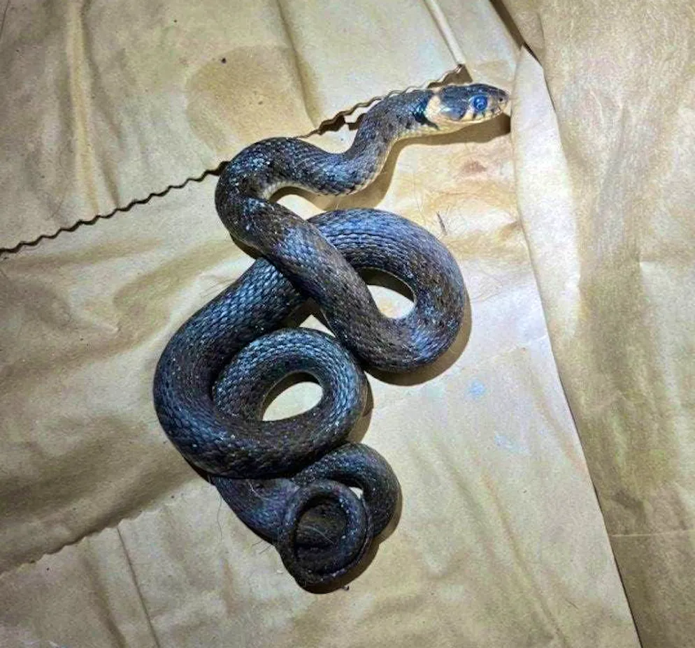 The Schaffhausen police caught the grass snake and released it near a forest.