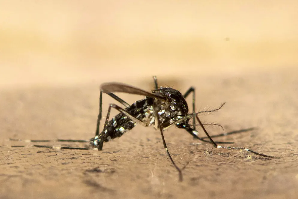 In August, the tiger mosquito was spotted in two neighborhoods in the city of Zurich.
