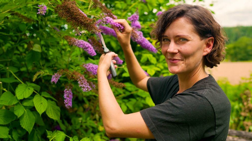Verboten schön. Deshalb geht es dem beliebten Sommerflieder an den Kragen