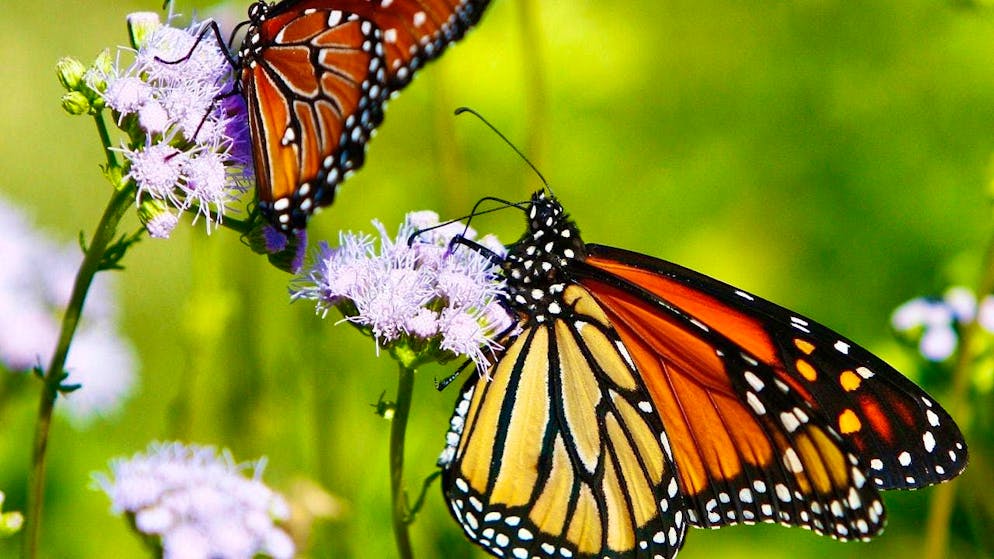 Over a third of species and more than half of habitat types are threatened. (archive picture)