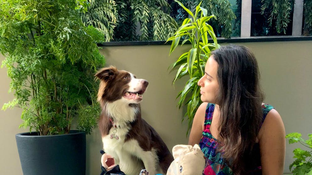 Border Collies are particularly smart. Some dogs can remember words for two years