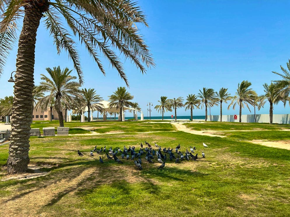 Caldo in Kuwait: quando la vita all'aperto scompare. Anche gli uccelli stanno lottando contro il caldo elevato.