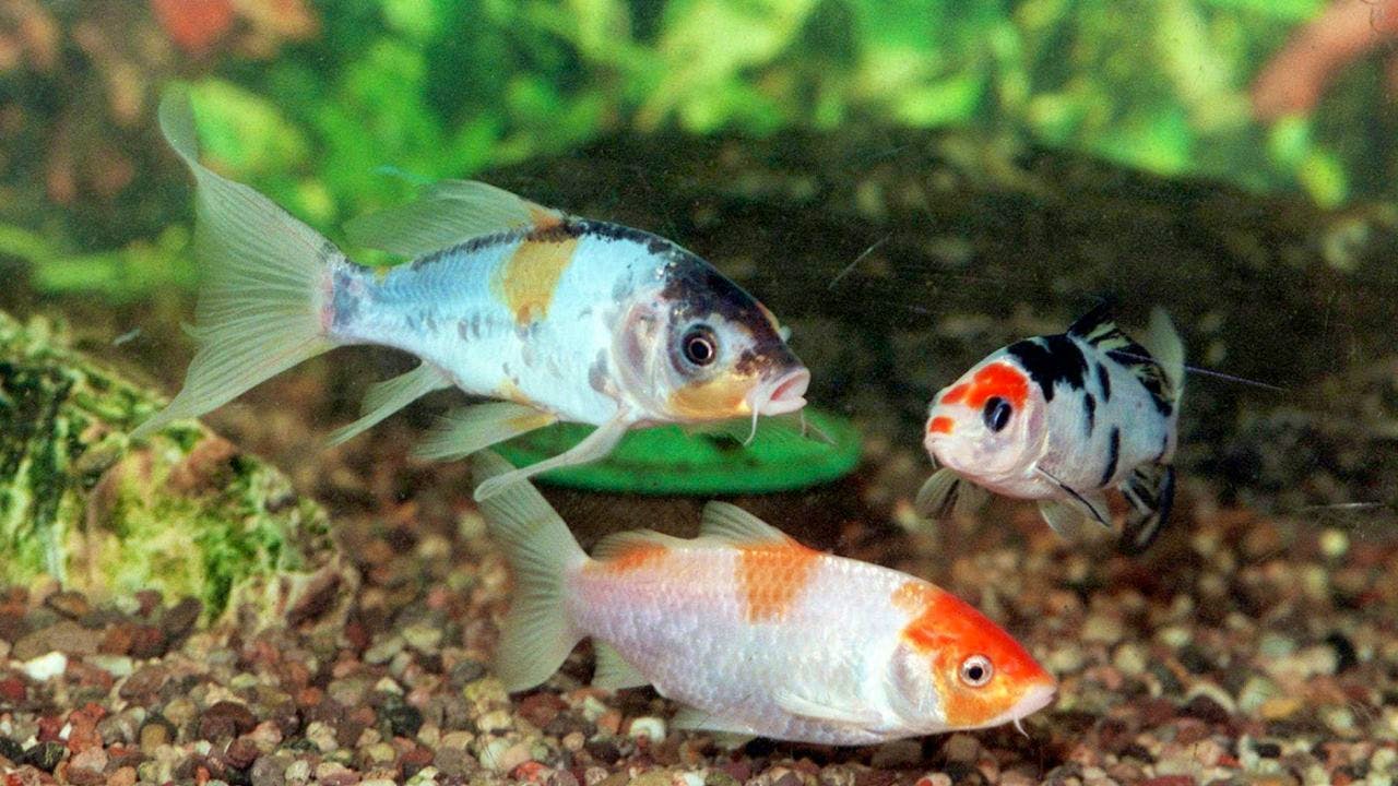 Miscellaneous. Animal welfare took in more animals in 2023 - especially ornamental fish