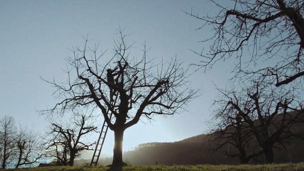 Progetto per la protezione dell'ambiente. Gli alberi ad alto fusto: le radici del nostro futuro