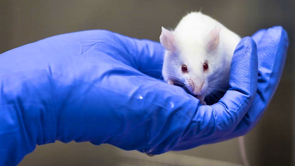 For the study, the researchers administered electric shocks to mice. (archive image)