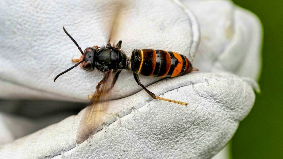 Natura implacabile. Il calabrone asiatico fa strage di api, il miele svizzero è in pericolo?