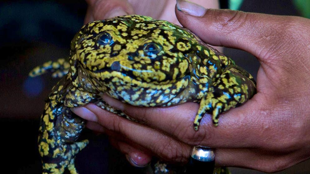 Hundreds of frogs used as aphrodisiacs have been confiscated in Peru. (archive picture)