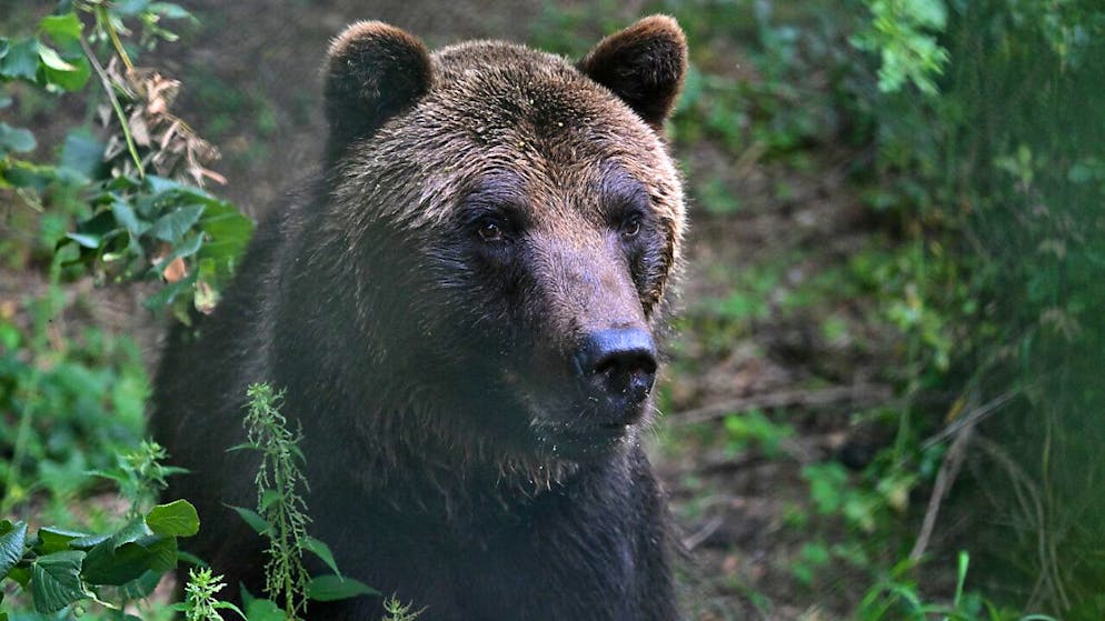 La victime mordue au bras par un ours est un homme de 64 ans qui vit dans le Parc des lacs de Plitvice (photo d'illustration).