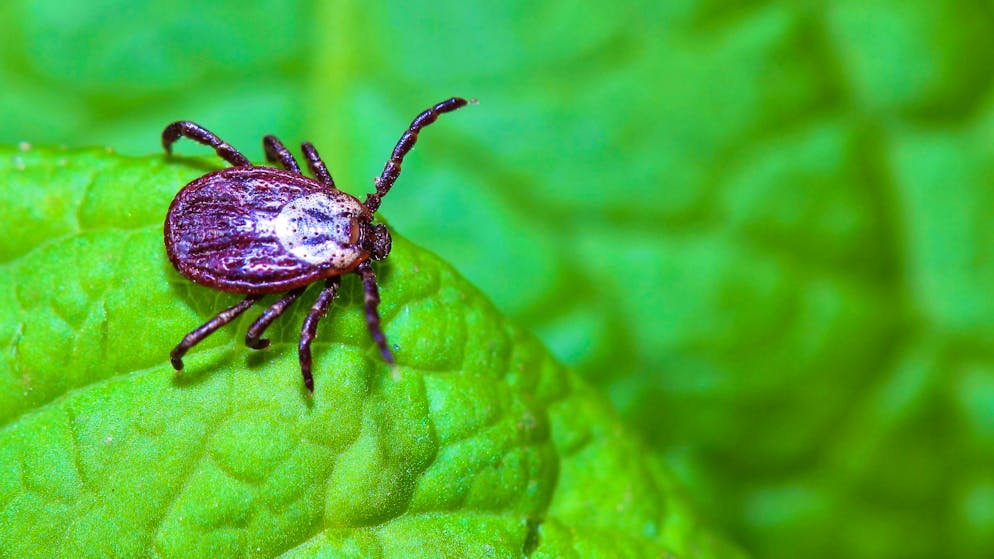 On the Croatian Adriatic coast, mites are spoiling holidaymakers' bathing fun.