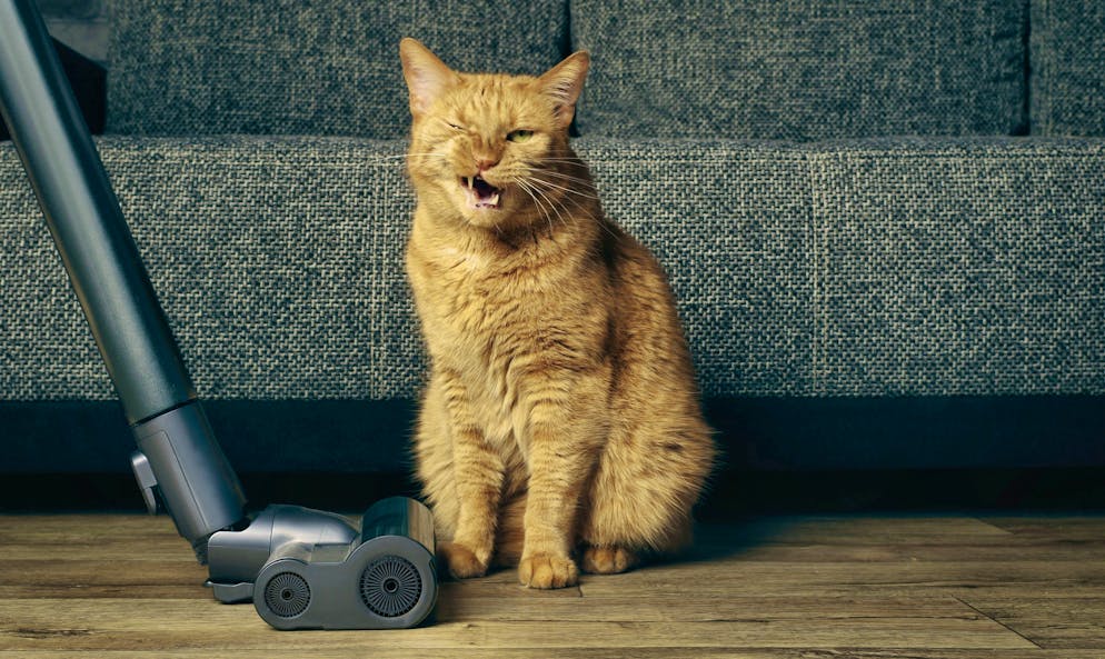 If you leave domestic cats alone at night, they sometimes get silly ideas - and turn on the vacuum cleaner.