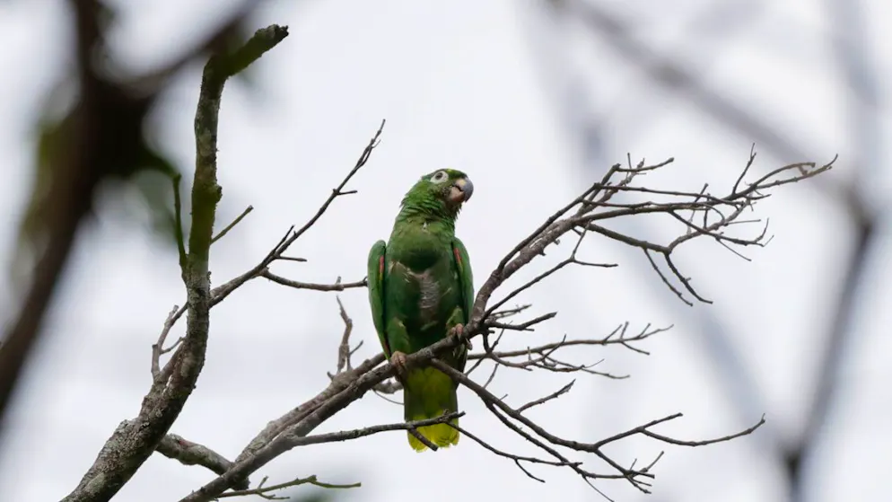 Le nouveau règlement européen contre la déforestation prévoit d'interdire dès fin 2024 la commercialisation dans l'UE d'une série de produits (cacao, café, soja, huile de palme, bois, viande bovine, caoutchouc, cuir, ameublement, papier...) s'ils proviennent de terres déboisées après décembre 2020.