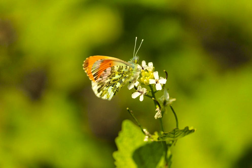They wanted to smuggle the insects out of the country.