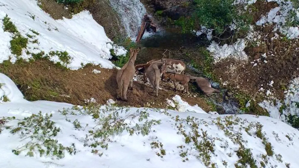Italia. Un cane spaventa cavalli e asini, che cadono in un burrone: 18 animali morti