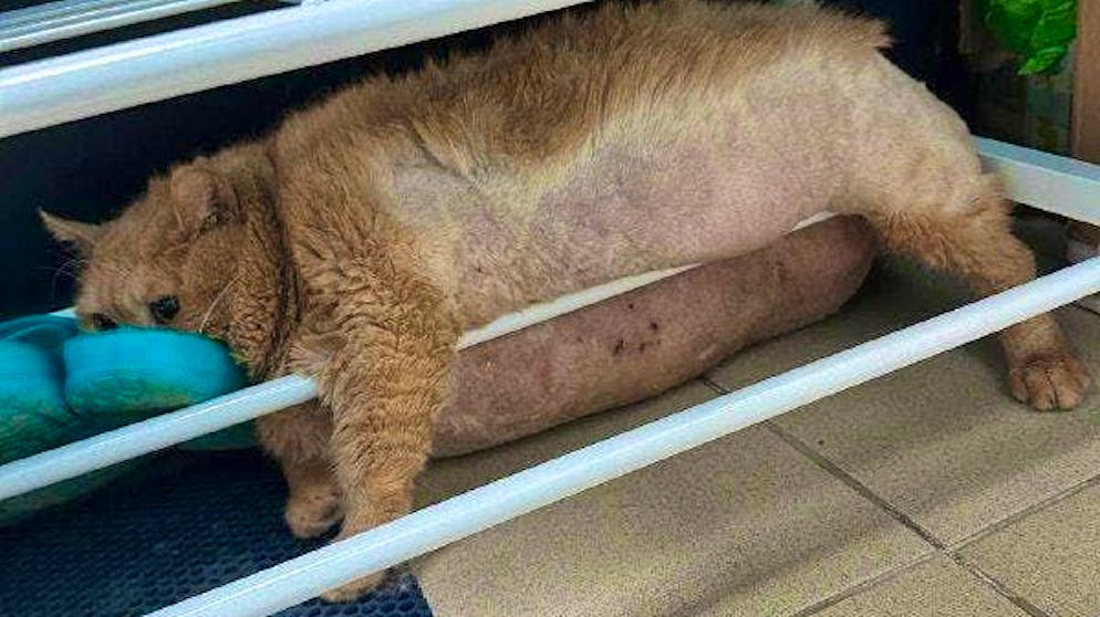 «Briciola» non vuole dimagrire. Un gatto di 17 kg scappa dalla dieta nel rifugio e fallisce miseramente