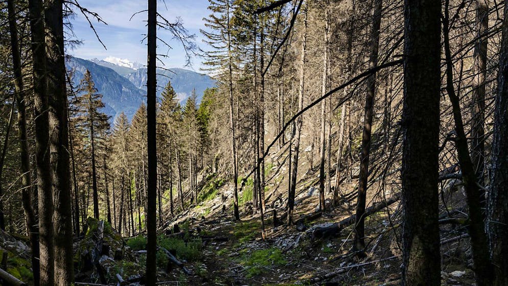 Sessione. Il Consiglio degli Stati vuole più fondi per le foreste