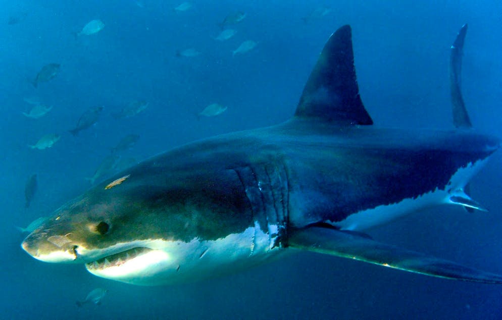 A German tourist has died after a shark attack in the Atlantic. (archive picture)