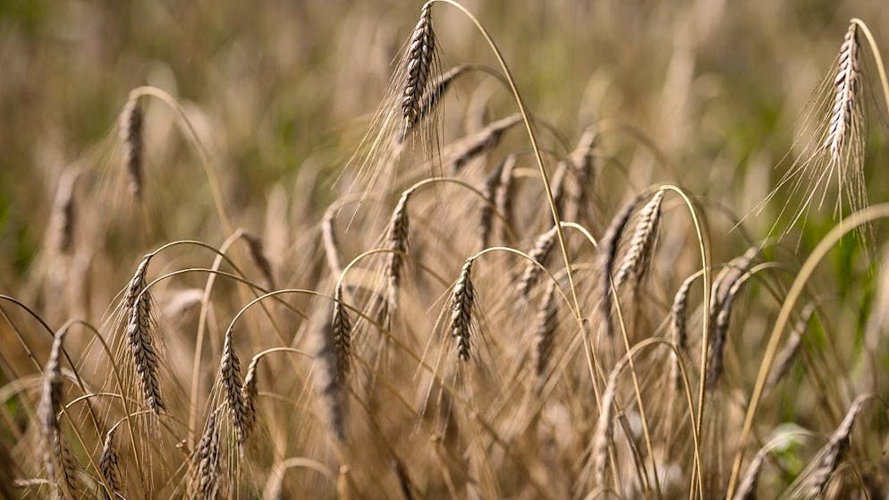 The majority of the St. Gallen cantonal council wants to stop the use of a digital reporting tool for pesticides with a state initiative. (Archive image)