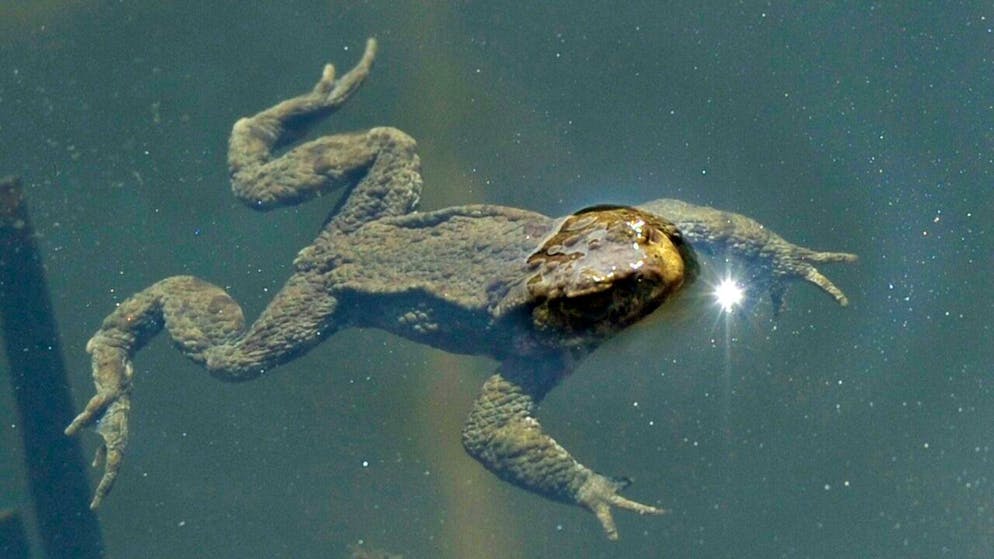 En Suisse, 79 % des amphibiens figurent sur la liste rouge des espèces menacées (archives).