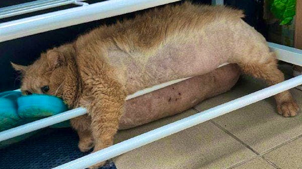 Kroshik didn't get far with his 17 kilograms: The cat wanted to escape from his diet and exercise program.