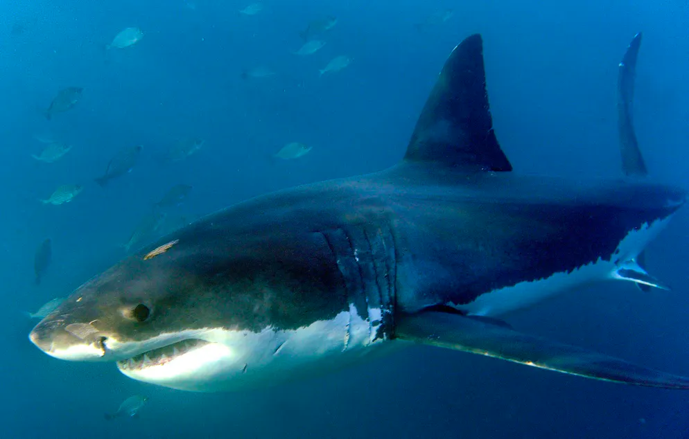 Eine deutsche Touristin ist nach einem Hai-Angriff im Atlantik gestorben. (Archivbild)