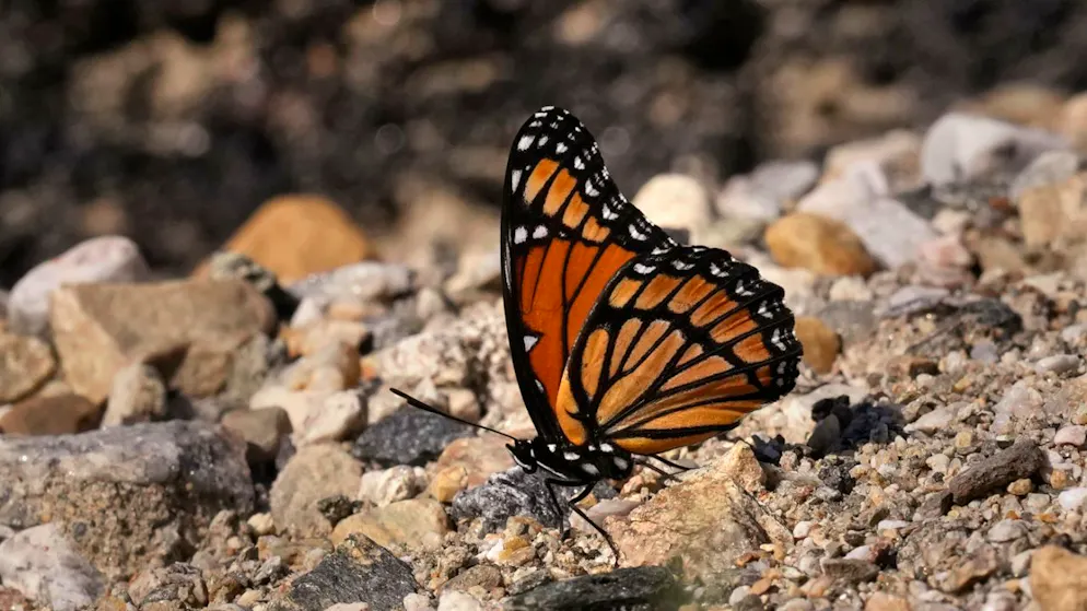Selon l'association Butterfly Conservation, "nous sommes passés d'une situation où la vision d'un papillon lors d'une journée ensoleillée était une chose normale, à une situation où cela devient un événement rare" (image d'illustration).