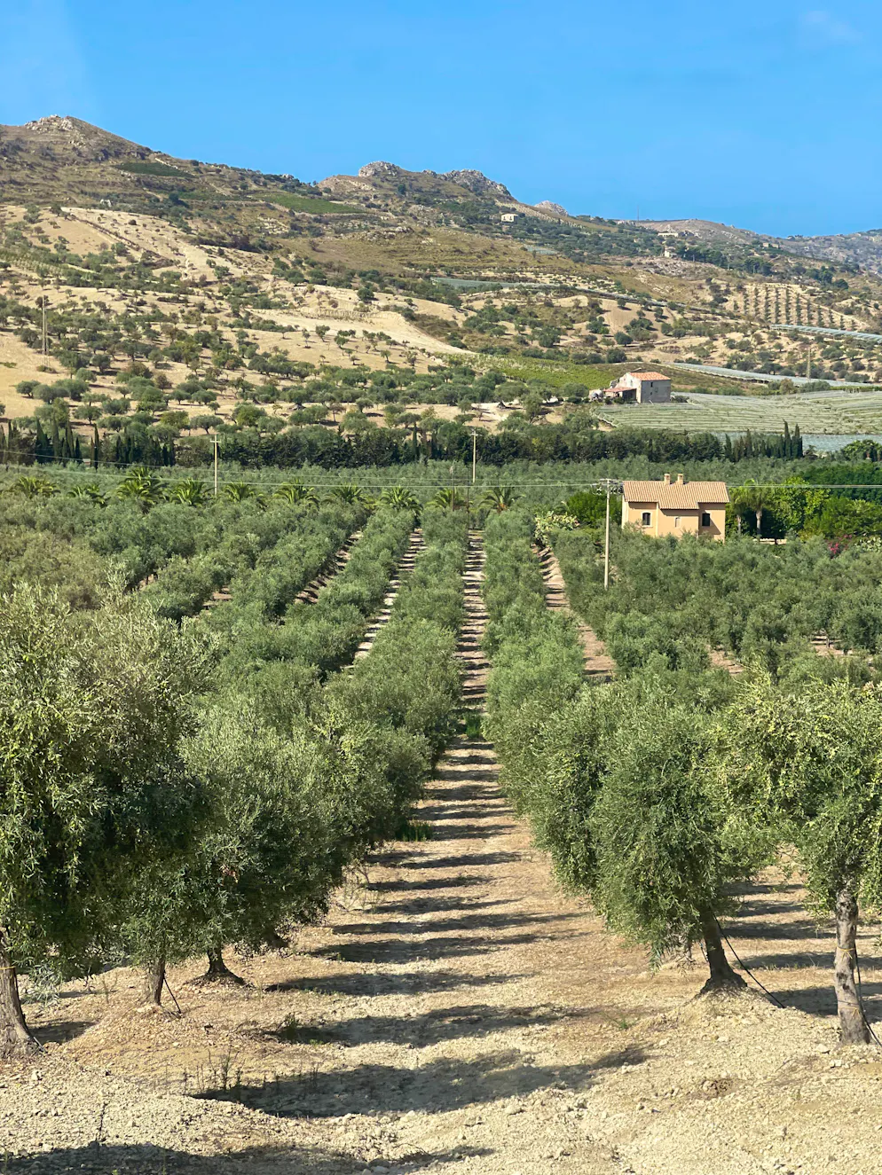 Reisebericht Südsizilien: Agriturismo Mandranova. Mandranova zählt etwa 10'000 Olivenbäume auf der Farm. 