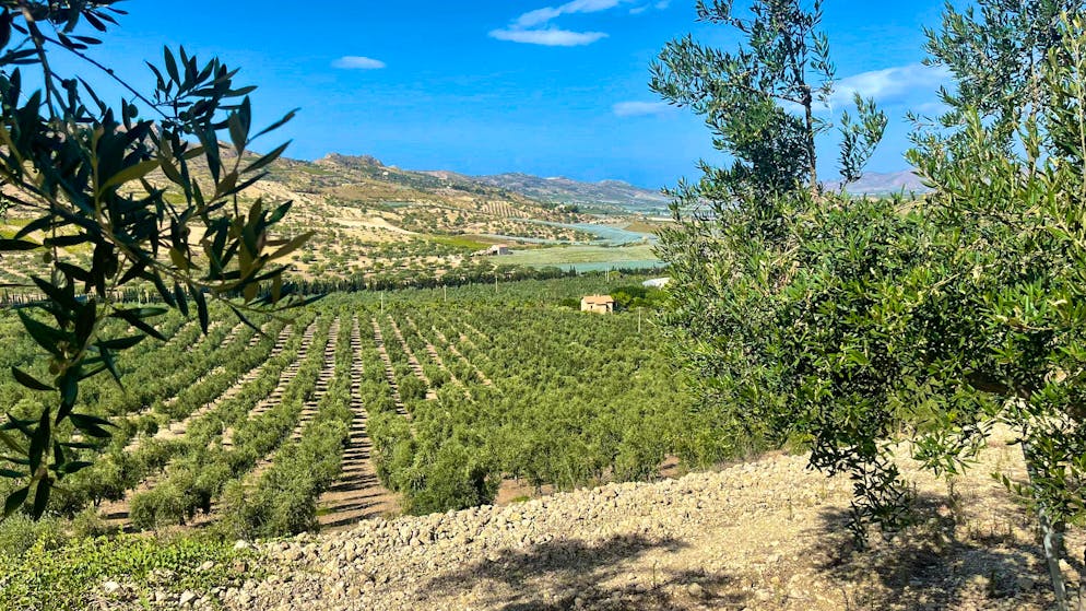 Travelogue Southern Sicily: Agriturismo Mandranova. The Azienda Agricola Mandranova farm covers around 200 hectares.