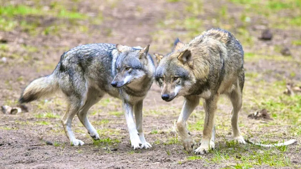 The canton of St. Gallen regulates the Gamserrugg wolves. (symbolic image)