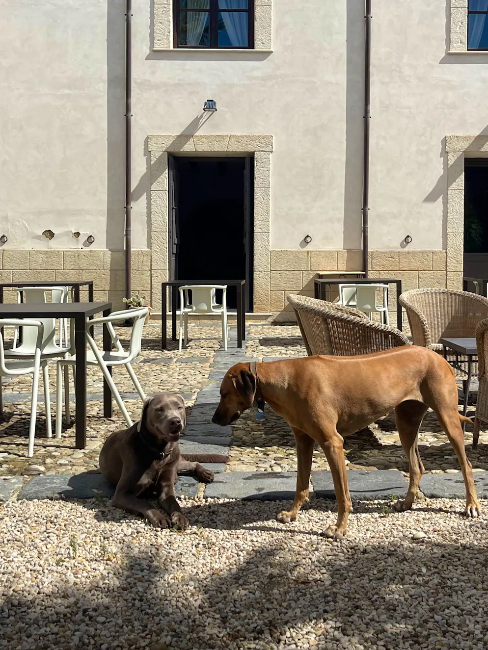 Reisebericht Südsizilien: Agriturismo Mandranova. Im Innenhof wacht die Familienhündin Anita (rechts). Hier zusammen mit dem Hund eines Gasts. 